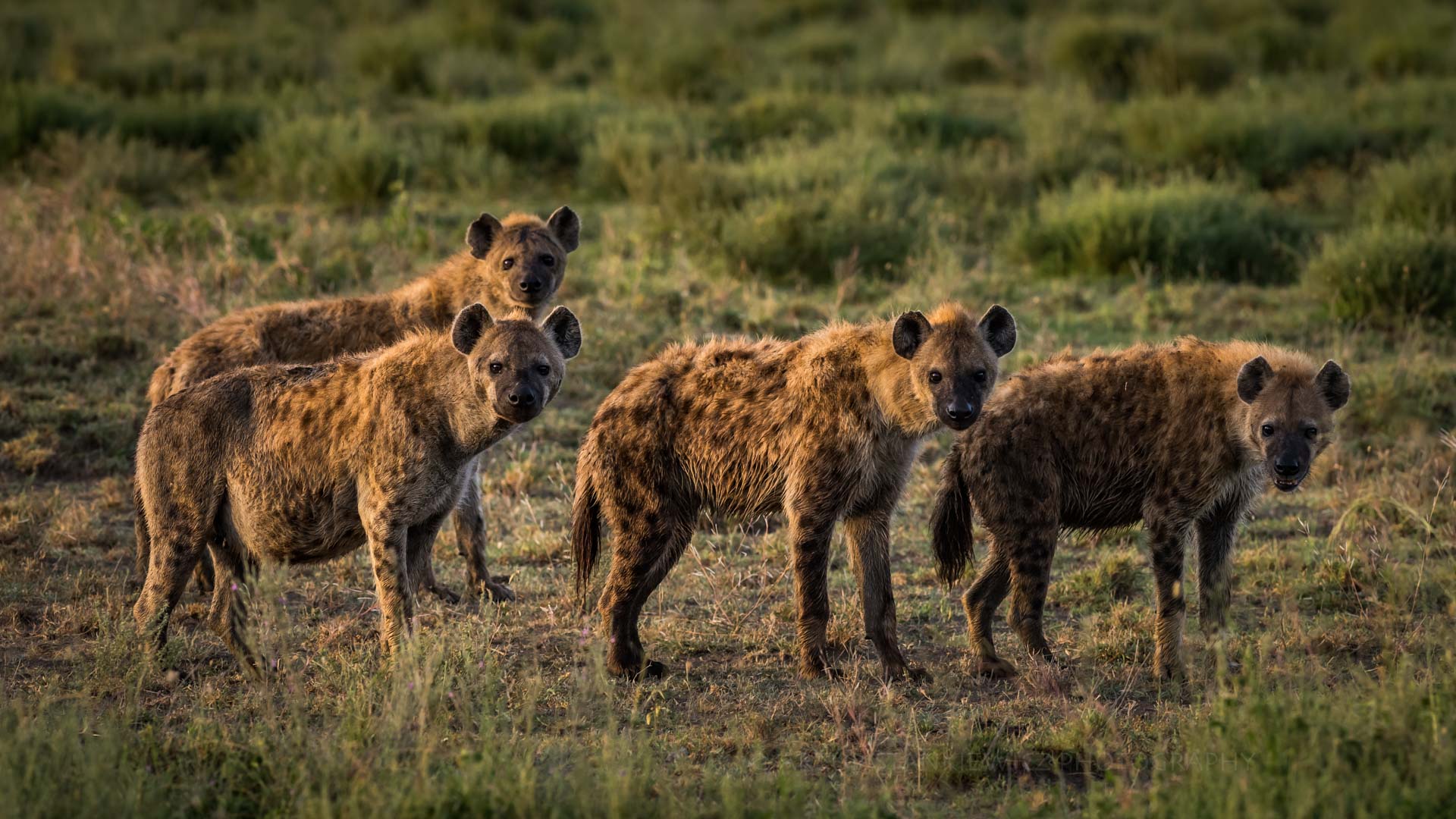 HyenasSerengeti