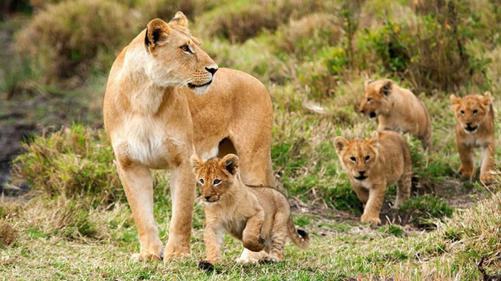 Ngorongoro Crater