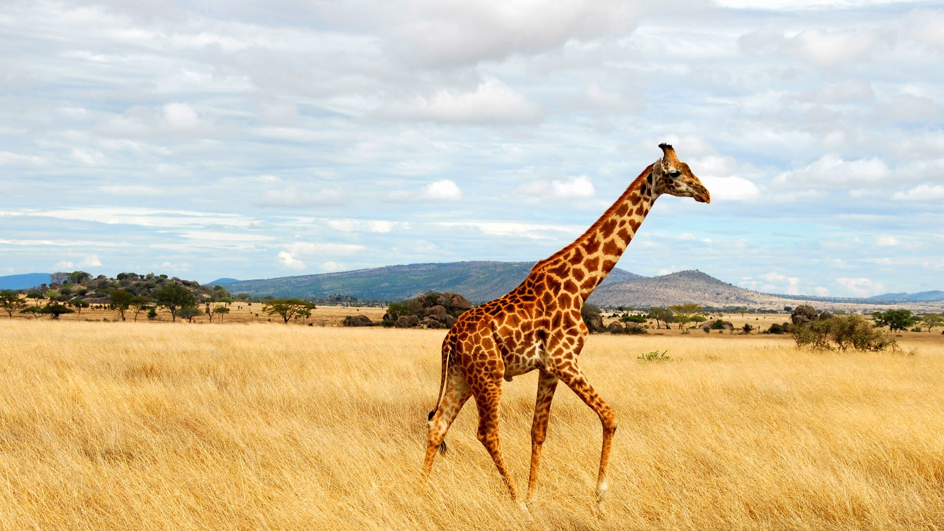 safarigiraffe