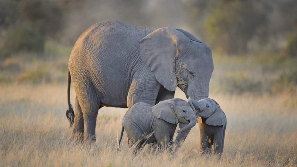 big 5 and Kilimanjaro climb